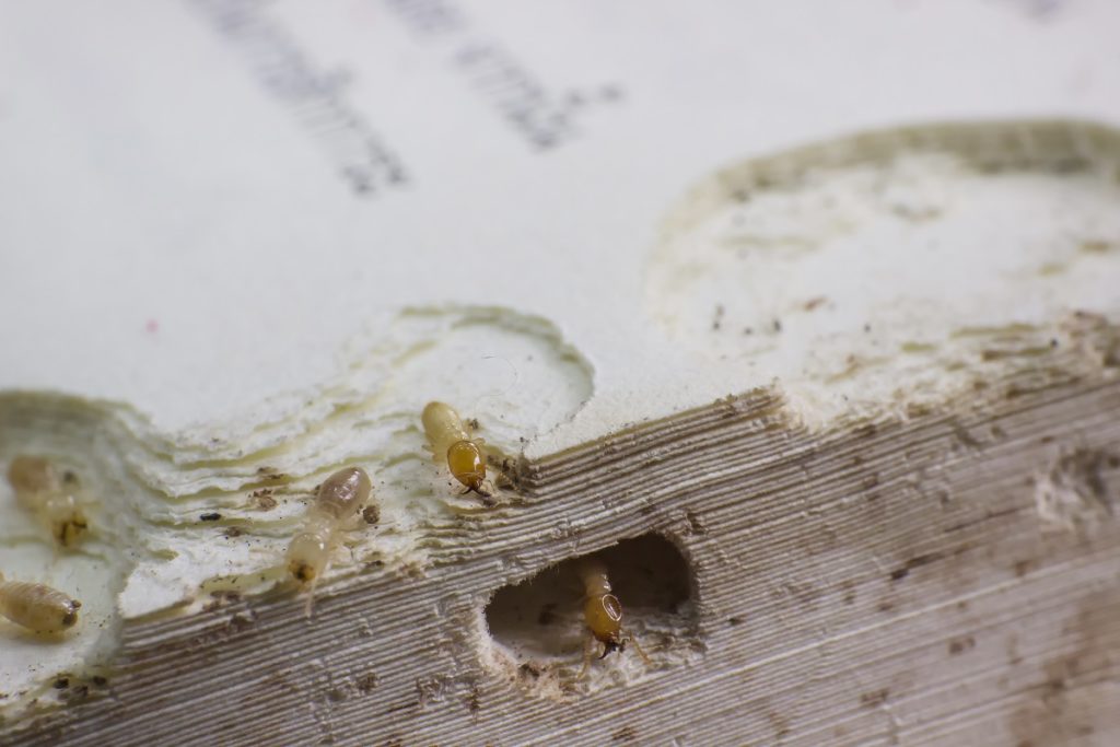 Closeup photo of a termite infestation