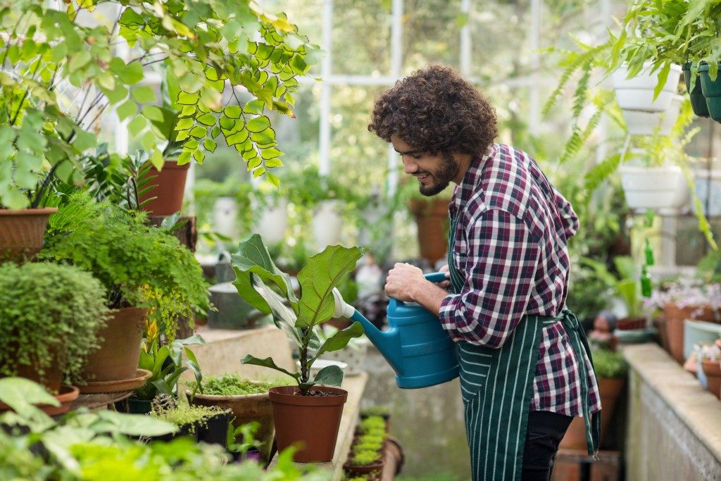 Guy watering the plants