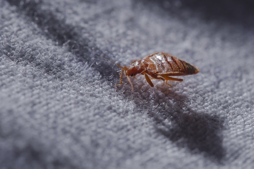 close up picture of a bed bug