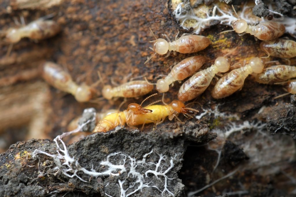termites at home
