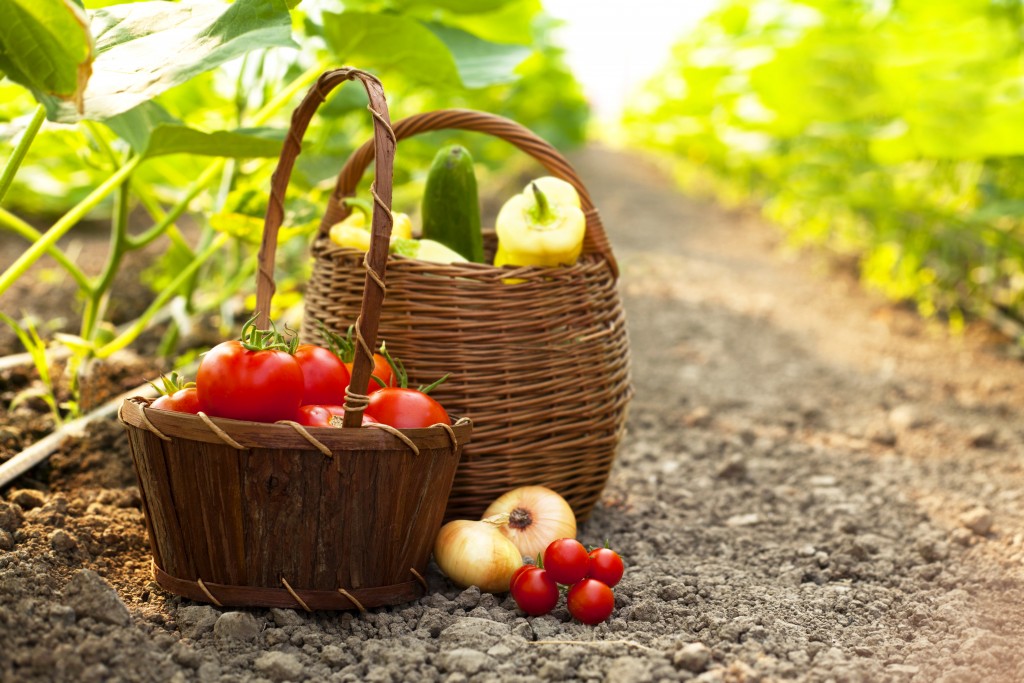 healthy foods from farm