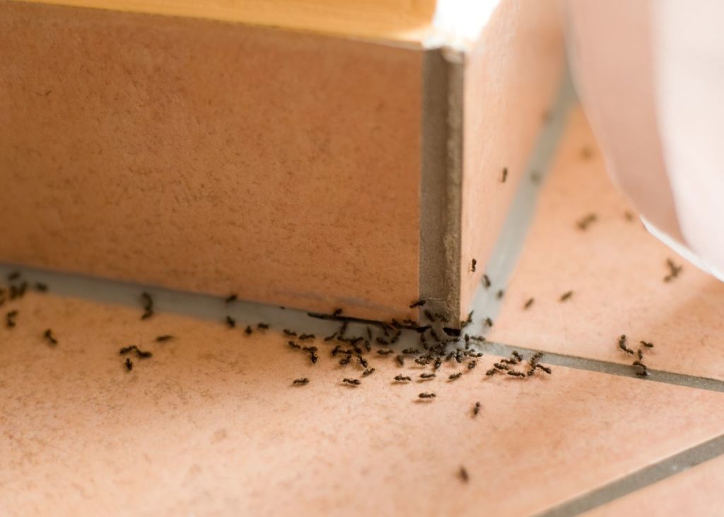 ants inside house