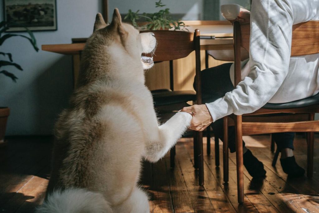 owner holding the paw of their dog