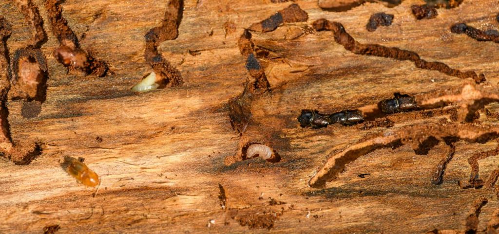 Close up of Termites