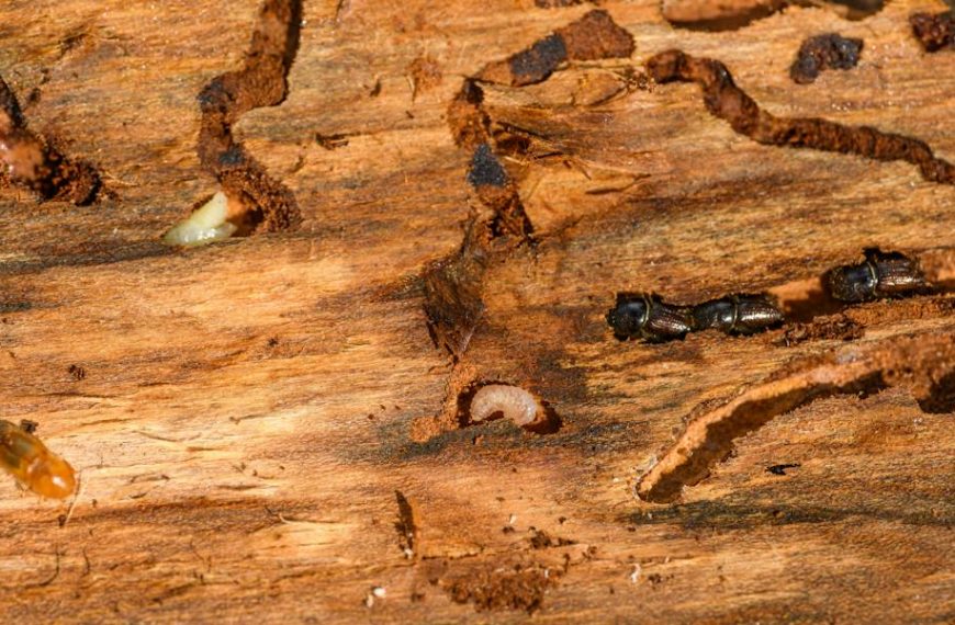 Close up of Termites